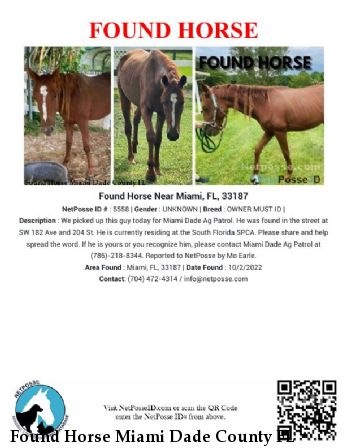 Found Horse Miami Dade County FL